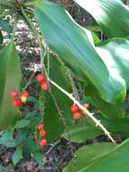 Imagem de Cordyline rubra Otto & A. Dietr.