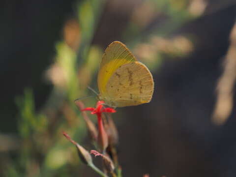 Image of Broad-bordered Grass Yellow