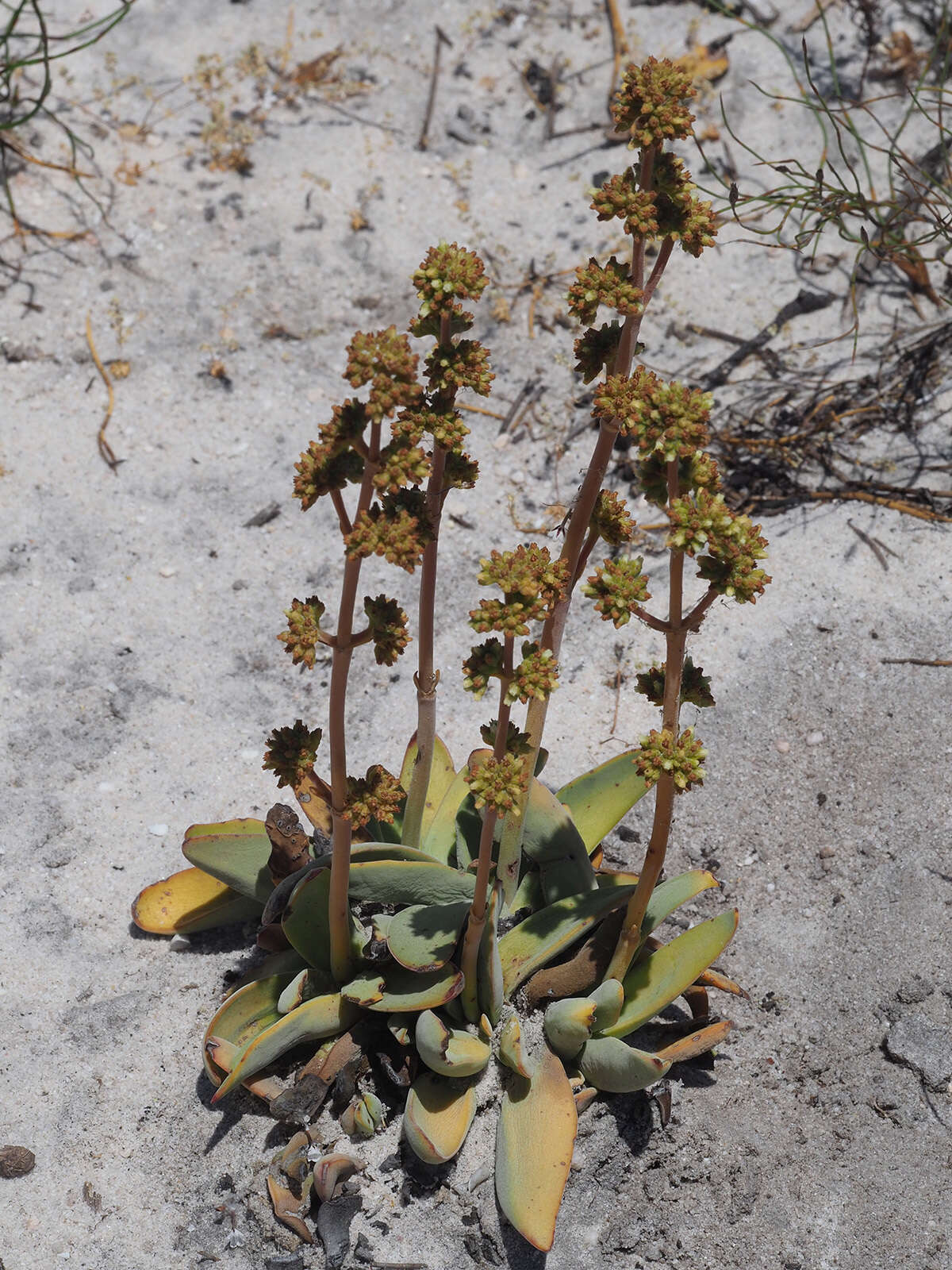 Image of <i>Crassula <i>nudicaulis</i></i> var. nudicaulis