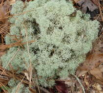 Image of Evans' reindeer lichen