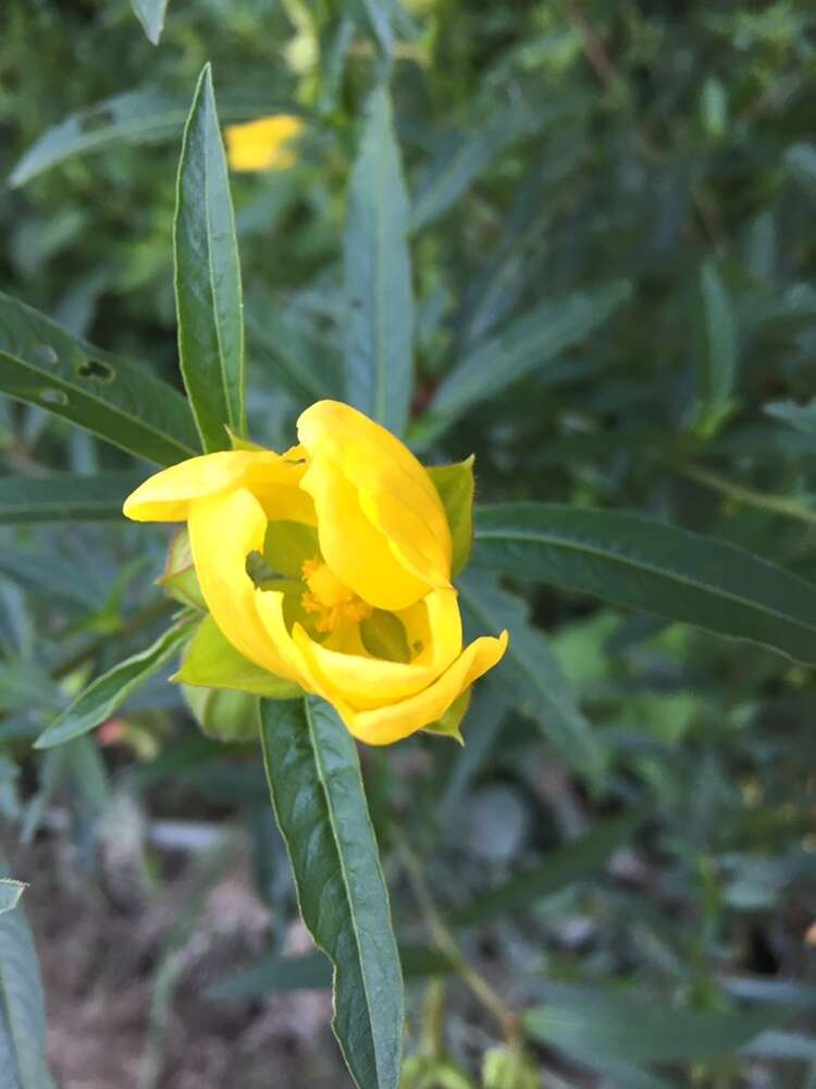 صورة Ludwigia bonariensis (Micheli) Hara