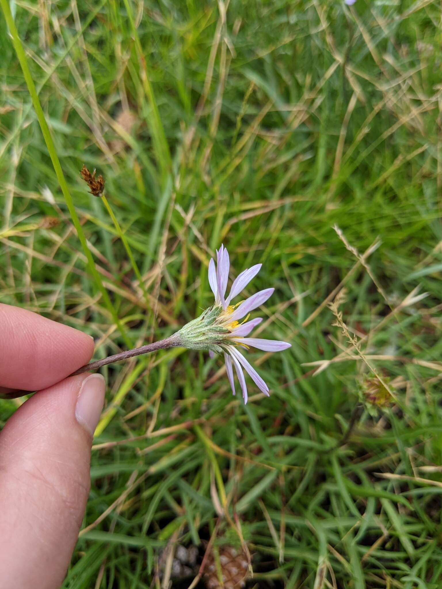 Image of tundra aster