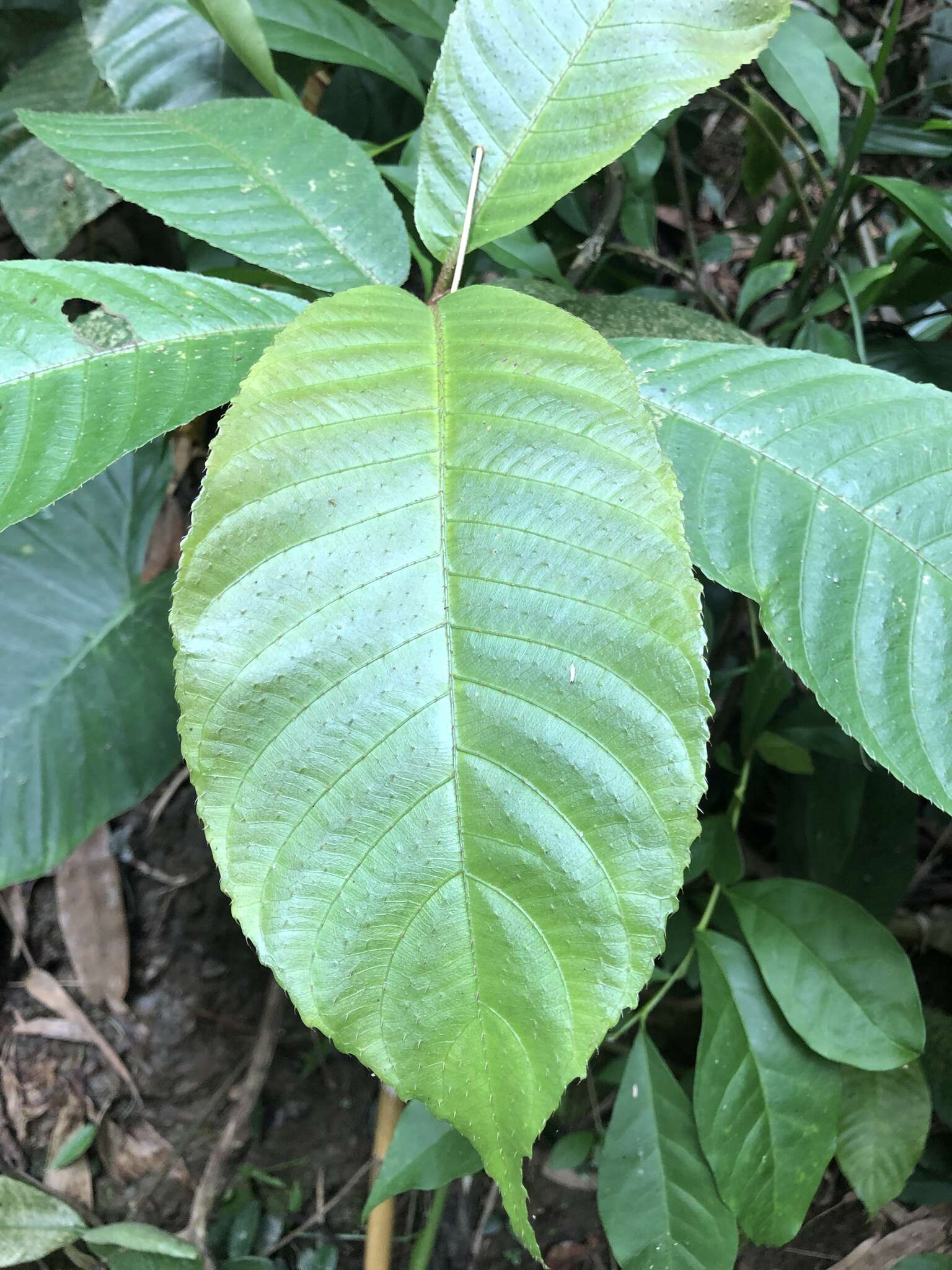 Image de Saurauia tristyla DC.