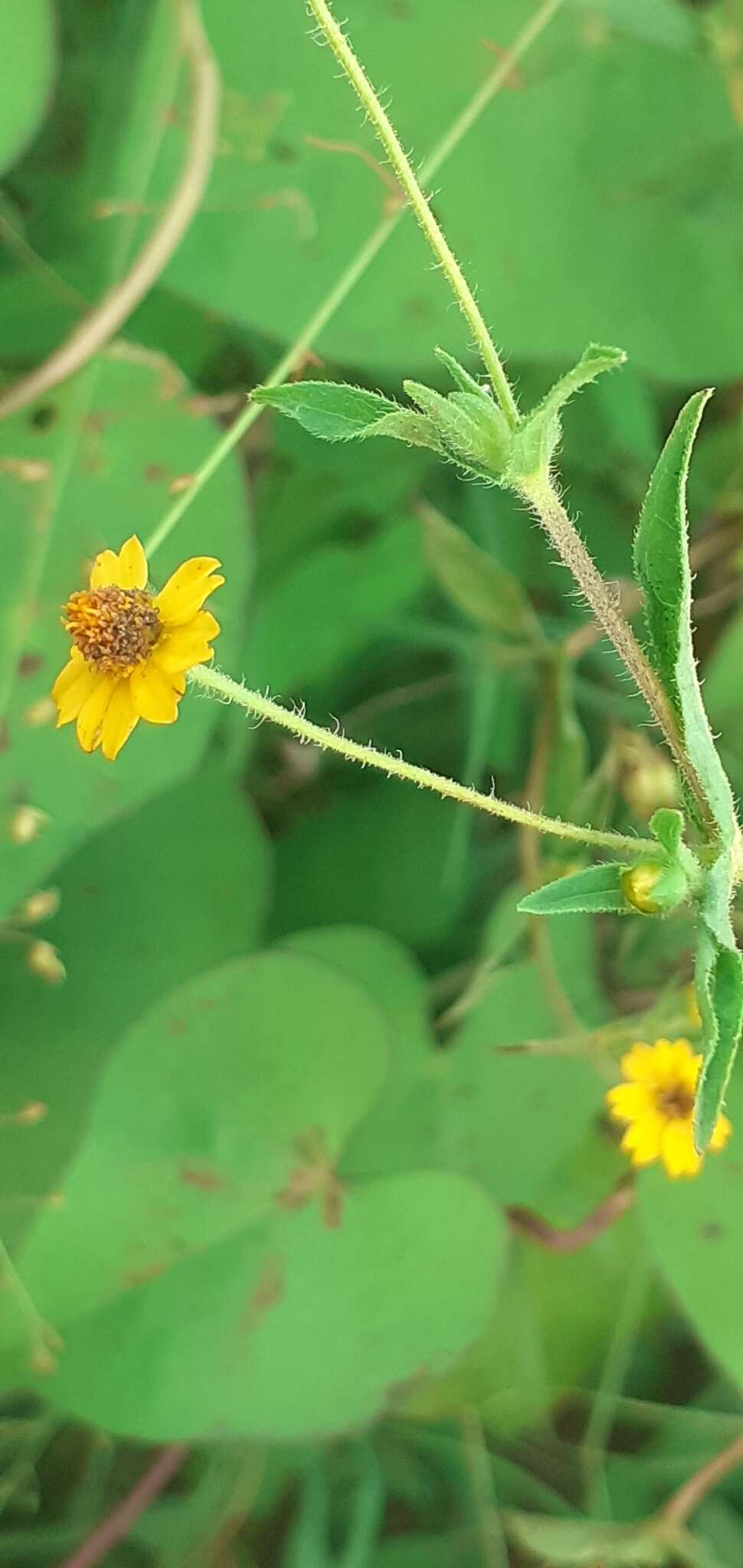 Image of Melampodium gracile Less.