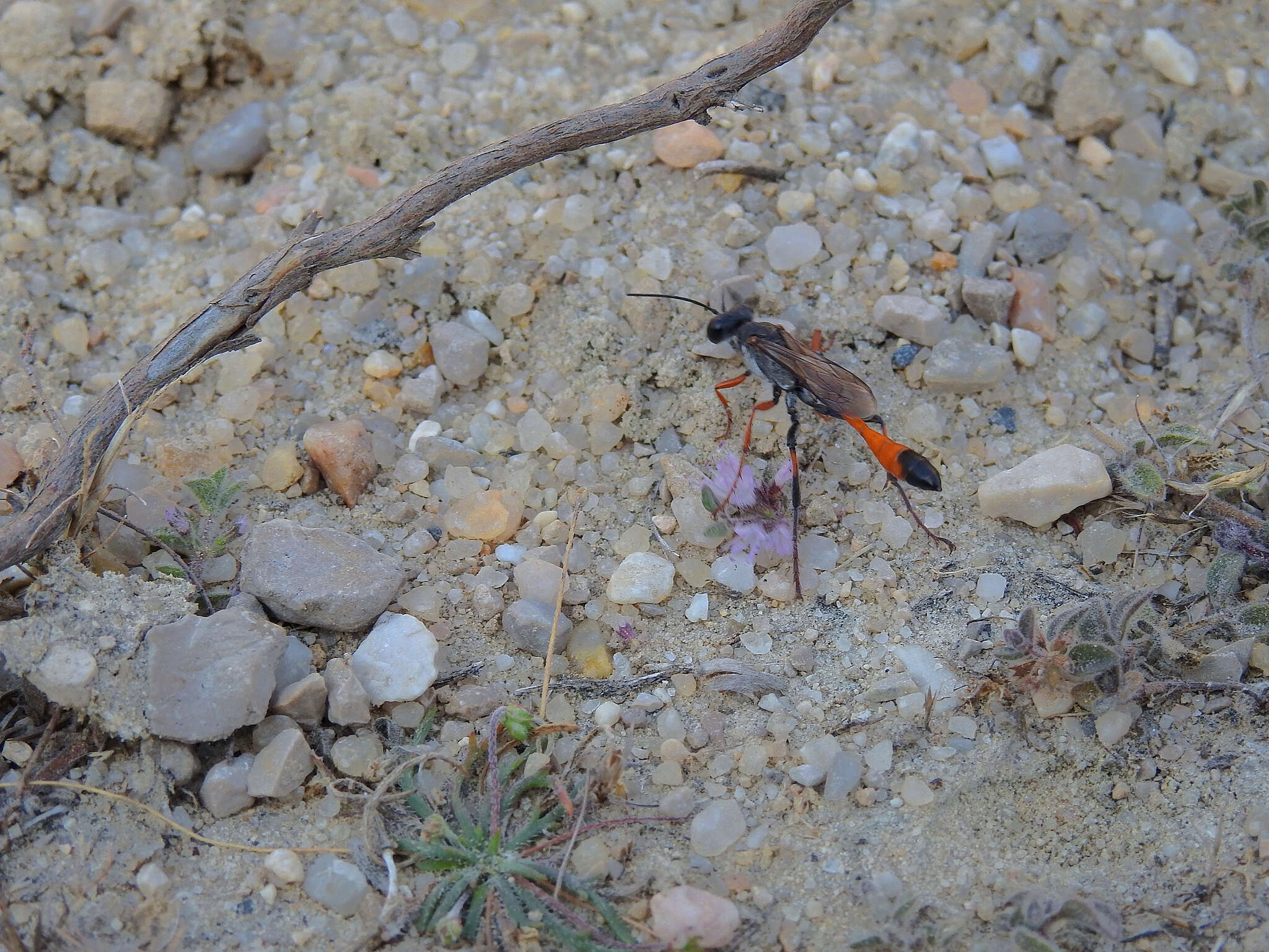 Imagem de Ammophila heydeni Dahlbom 1845