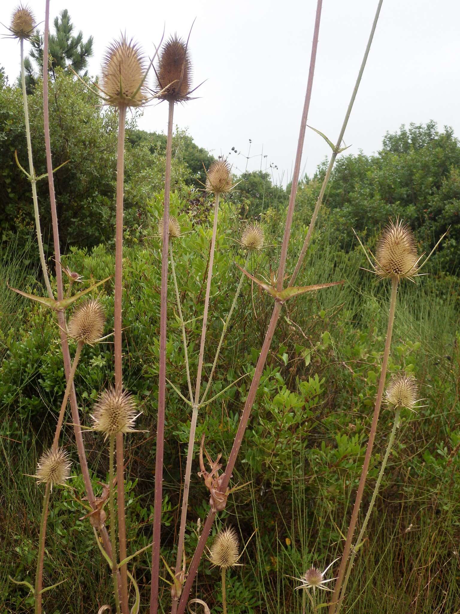 Image of Dipsacus comosus Hoffmanns. & Link