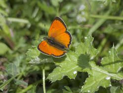 Image of <i>Lycaena ottomana</i>