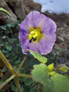 Physalis purpurea Wiggins resmi