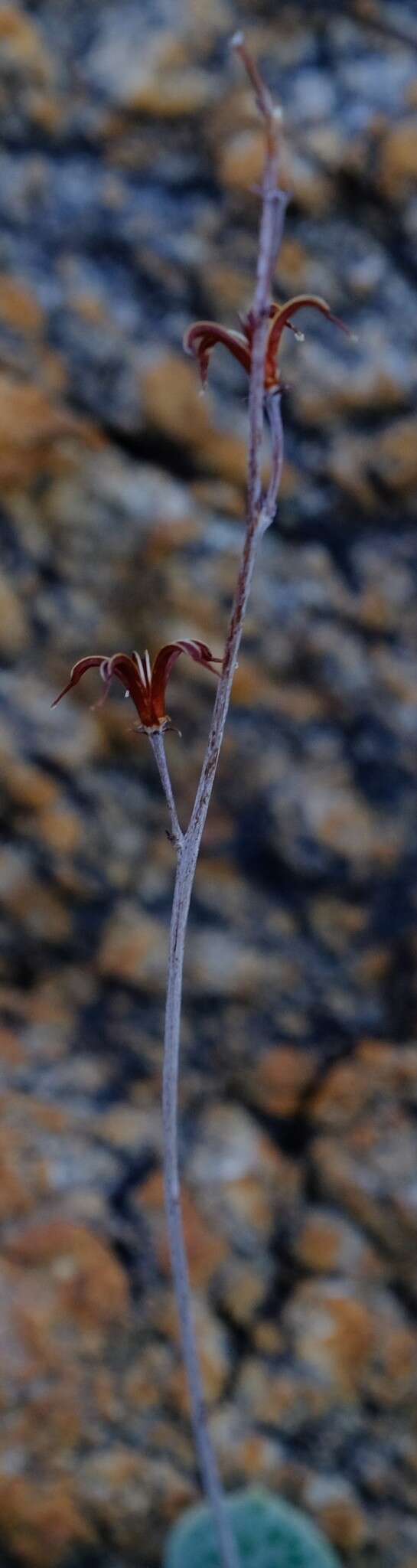 Image of Adromischus schuldtianus subsp. juttae (V. Pölln.) Tölken