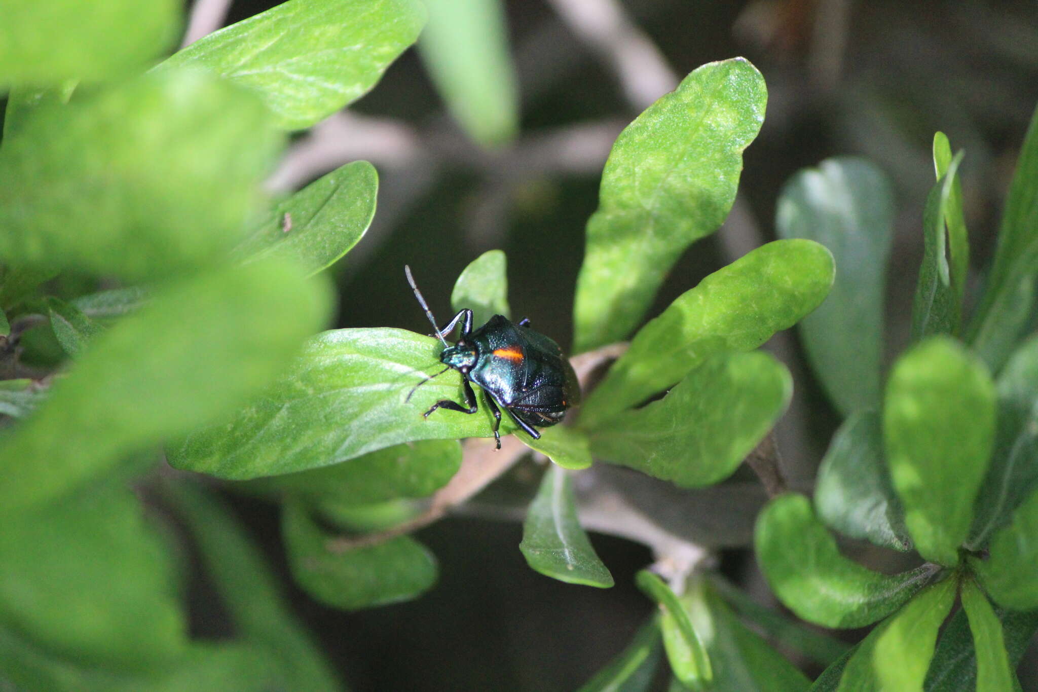 Image of Anchor Stink Bug