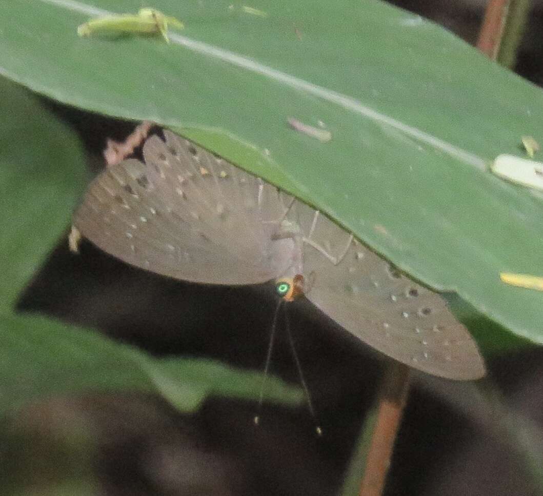 Imagem de Eurybia elvina Stichel 1910