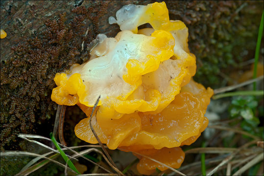 Image of Orange jelly spot