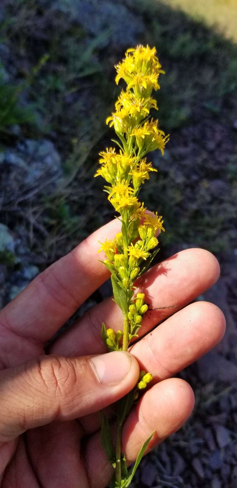 Image of Solidago simplex var. ontarioensis (Ringius) G. S. Ringius