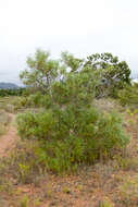 Image of Red-eyed Wattle