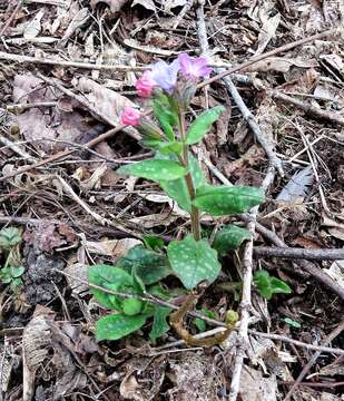 Plancia ëd Pulmonaria saccharata Miller