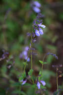 Image of Salvia ramamoorthyana Espejo