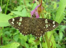 Celaenorrhinus ambareesa Moore 1865 resmi