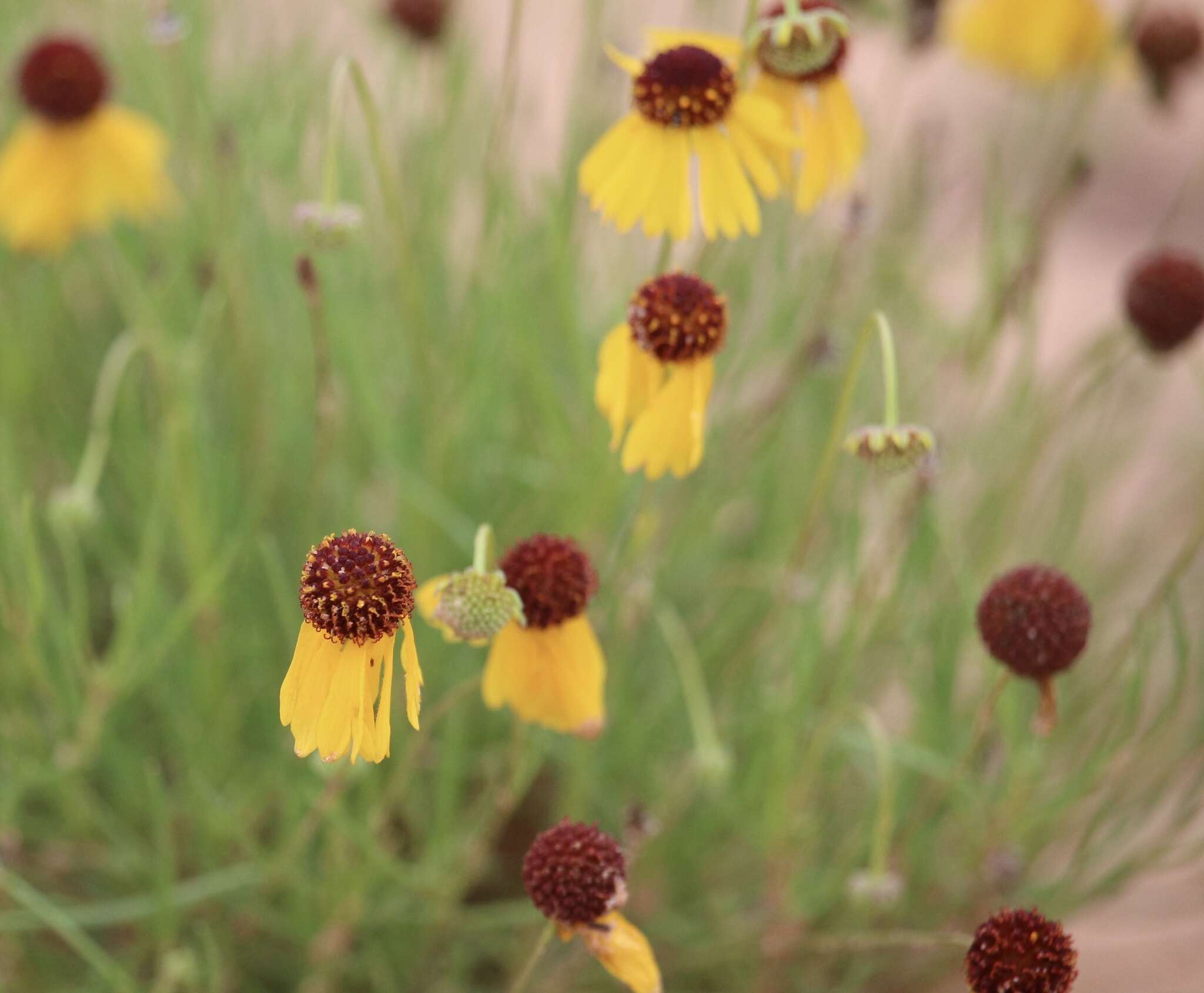 Image of sneezeweed