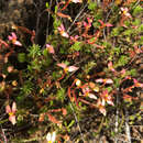 Image of Stylidium bulbiferum Benth.