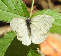 Image of Margined White