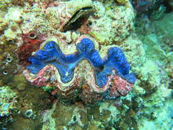 Image of Small giant clam