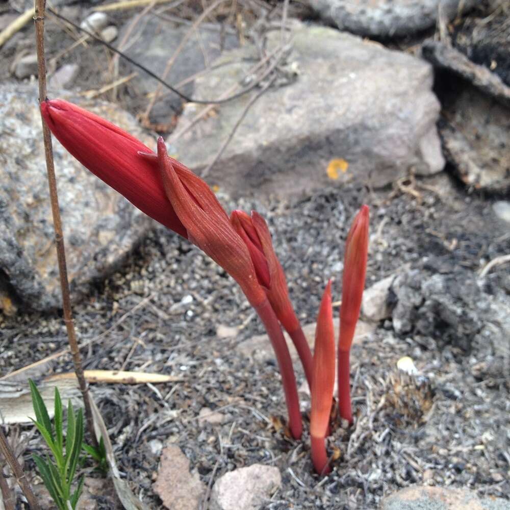 Image of Jacobean Lily