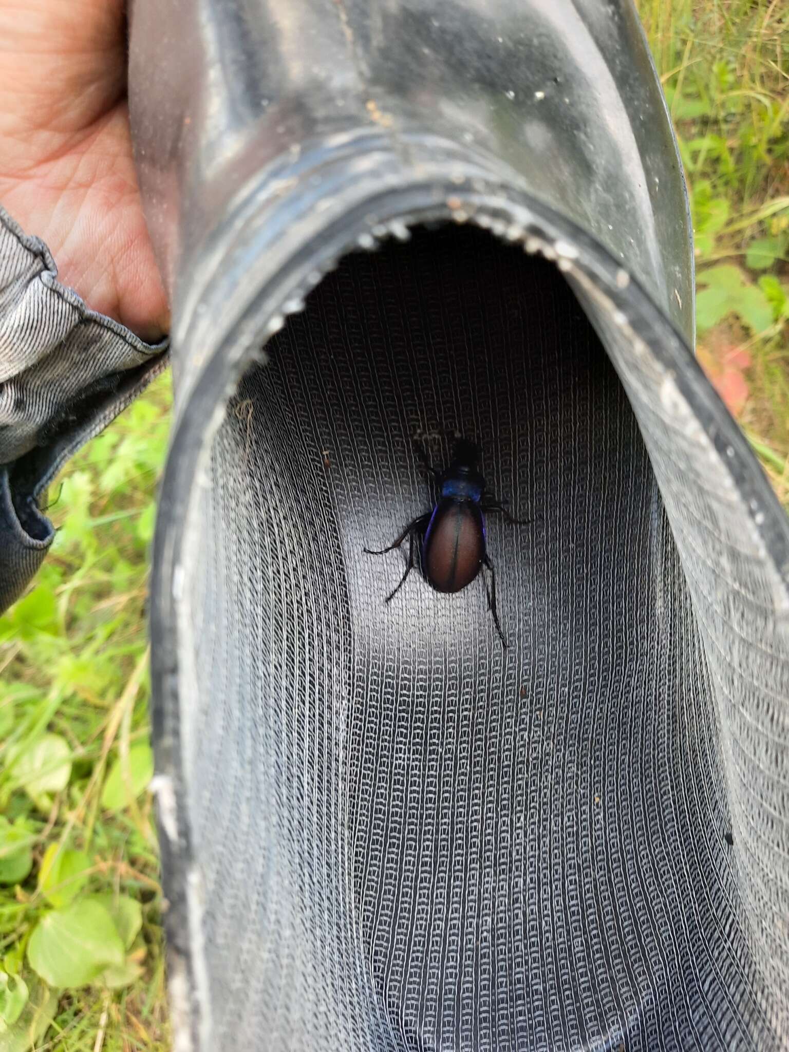 Imagem de Carabus (Megodontus) schoenherri Fischer von Waldheim 1820