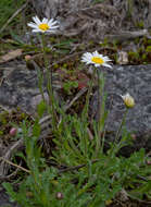 Image of Brachyscome diversifolia (Hook.) Fischer & C. Meyer