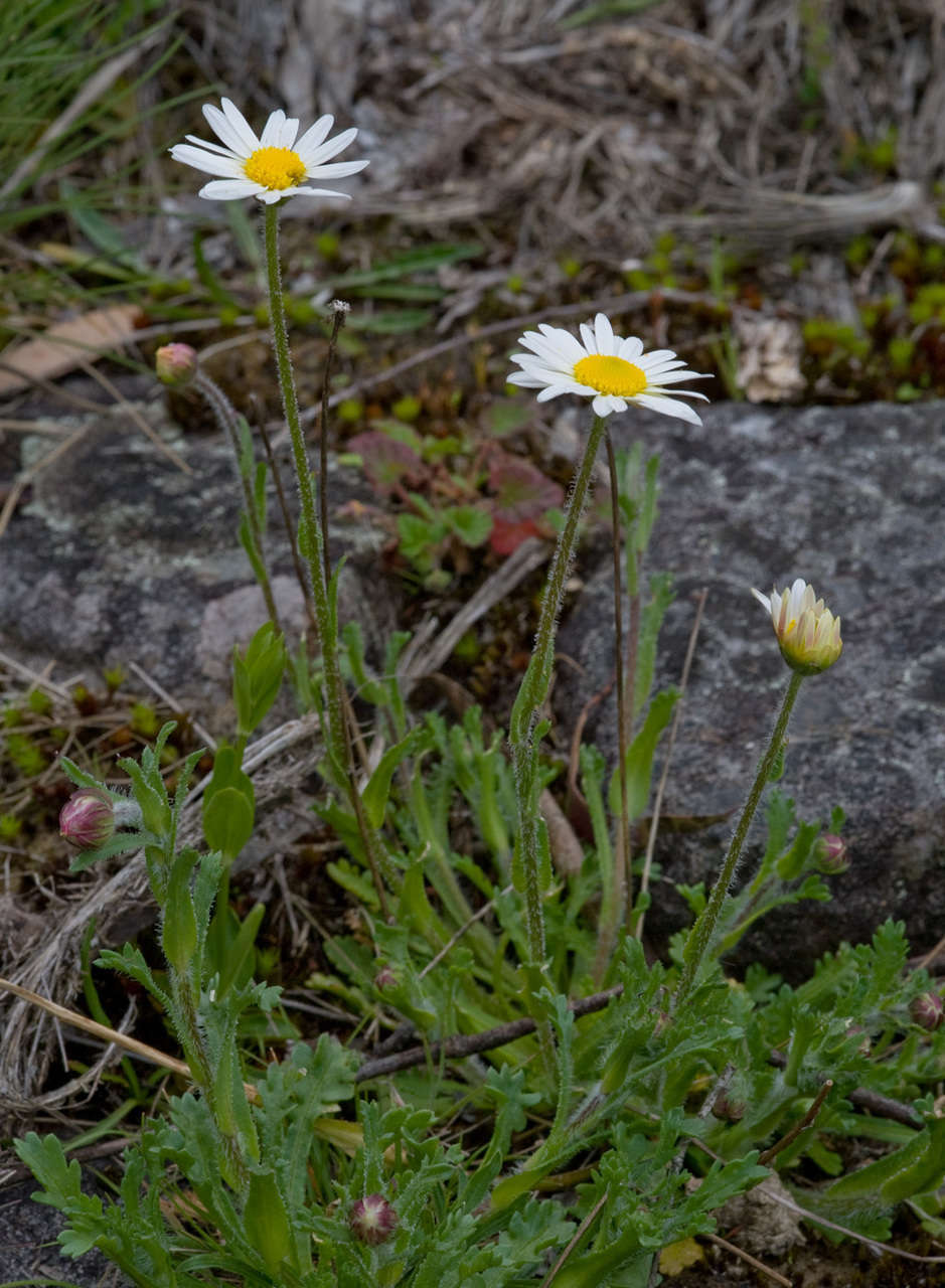 Image of Brachyscome diversifolia (Hook.) Fischer & C. Meyer