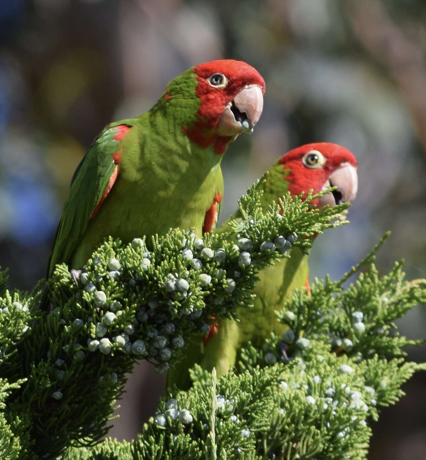 Image of Red-masked Conure