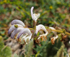 Imagem de Salvia microstegia Boiss. & Balansa