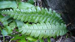 Image of Austroblechnum lanceolatum (R. Br.) Gasper & V. A. O. Dittrich