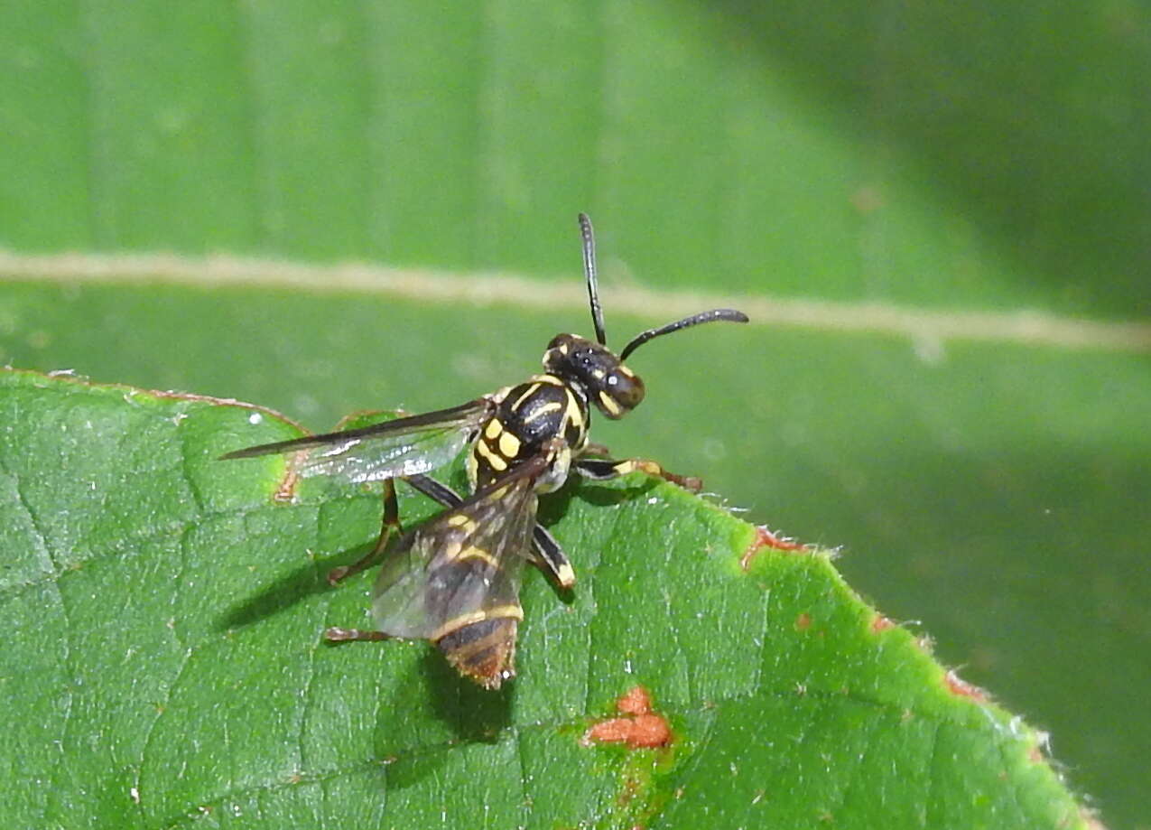 Image of Ropalidia flavopicta (Smith 1857)