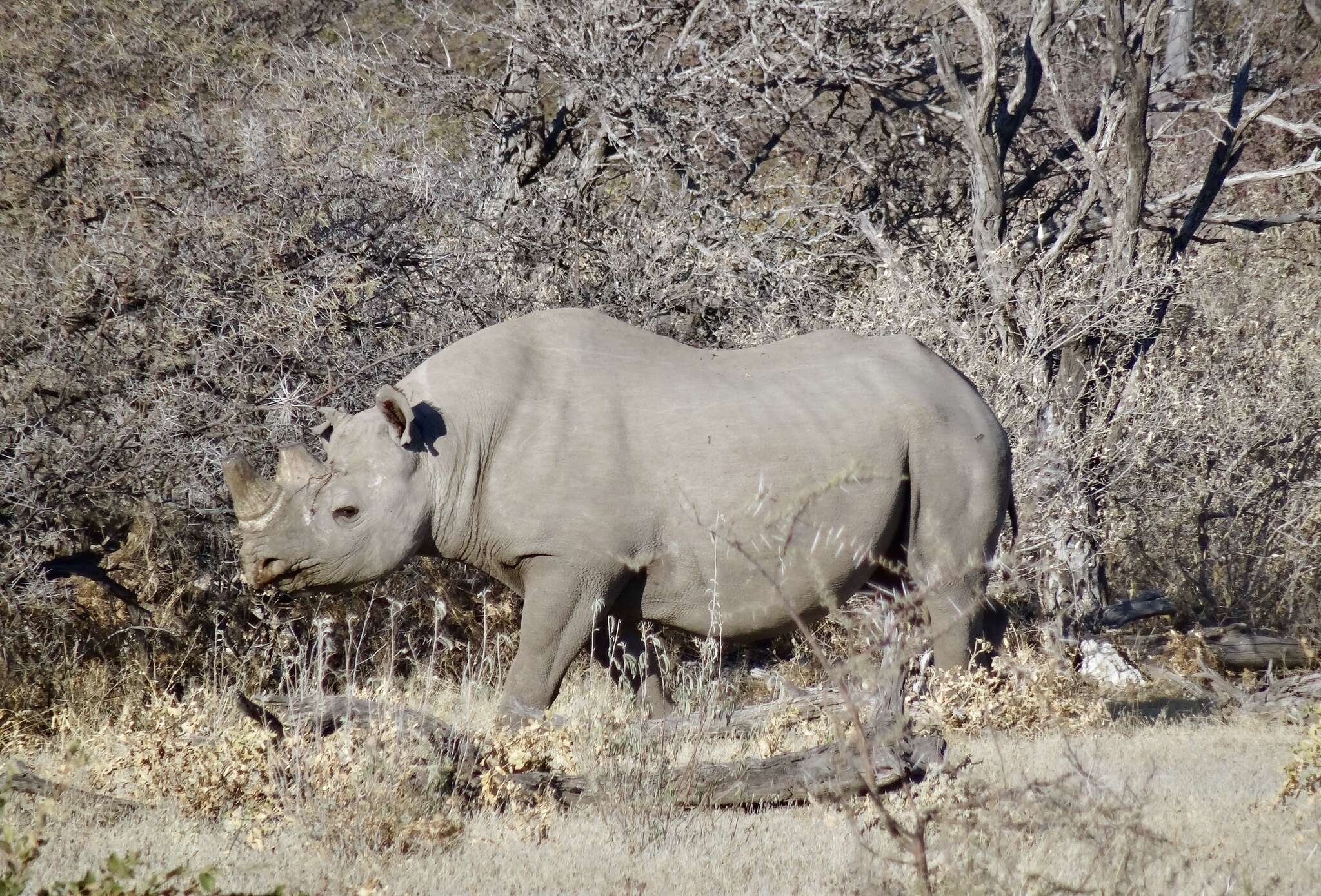 Image of Cape rhinoceros