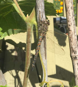 Image of California Darner