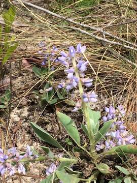 Image of Oak Ridge Lupine