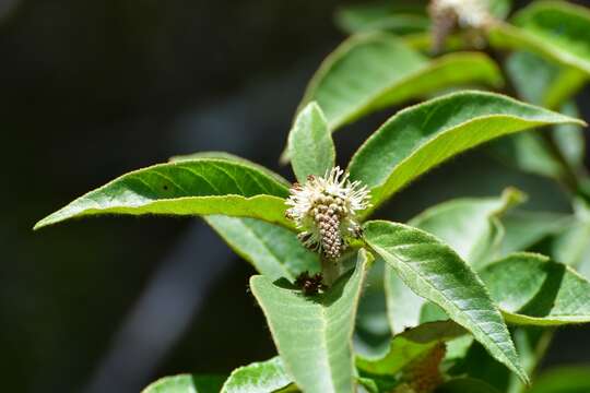 صورة Croton adspersus Benth.