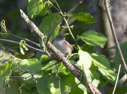 Troglodytes aedon aedon Vieillot 1809 resmi