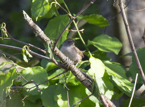 Image of Troglodytes aedon aedon Vieillot 1809