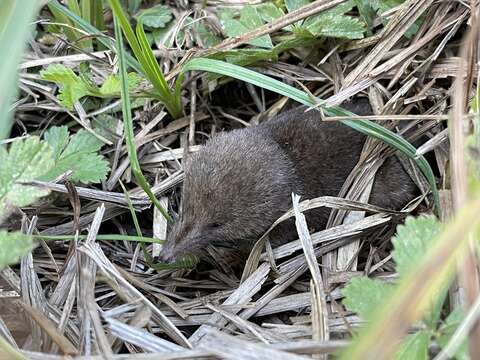 Image of pygmy shrew, lesser shrew