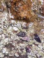 Image of spotted pisania