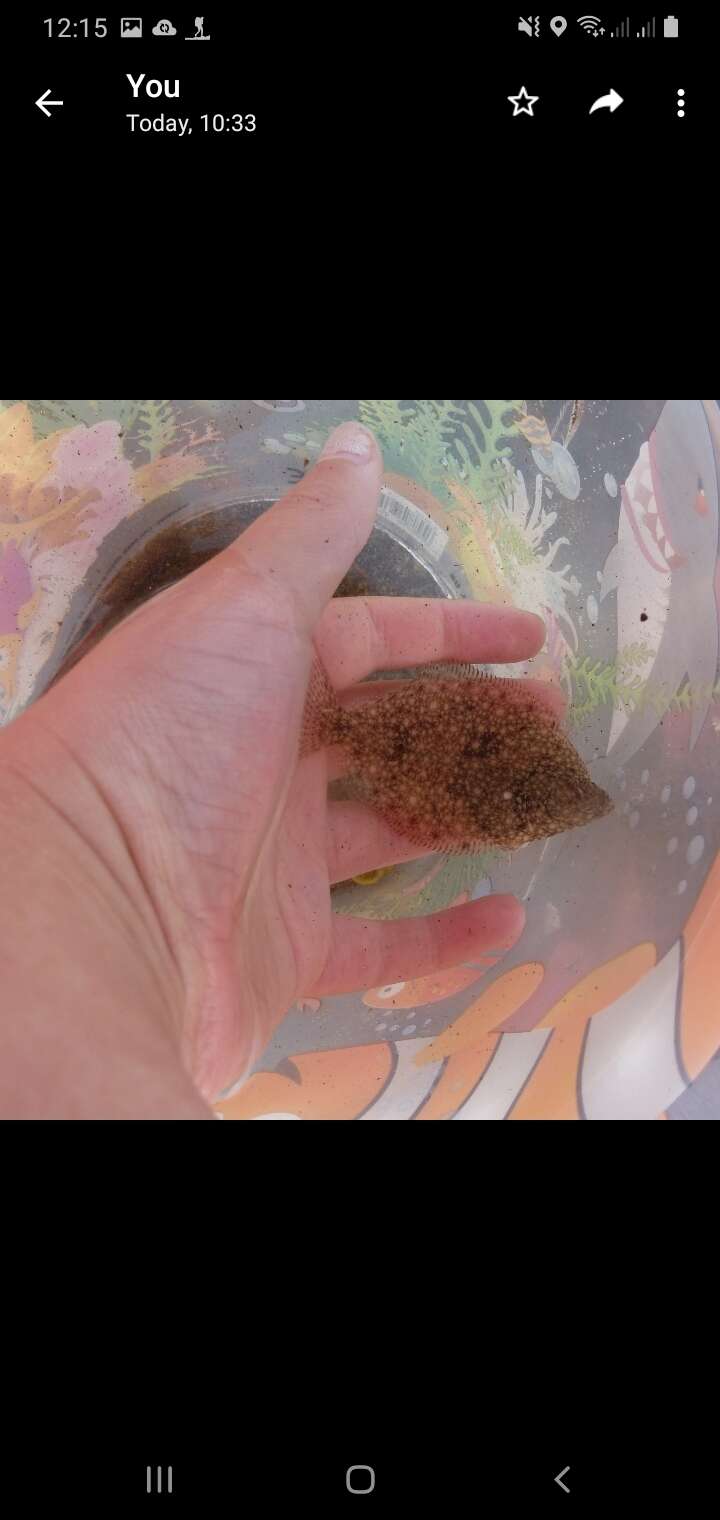 Image of Starry flounders