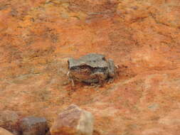 Imagem de Litoria rubella (Gray 1842)