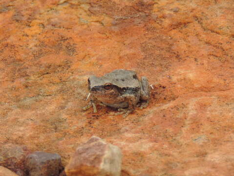 Image of Desert Tree Frog