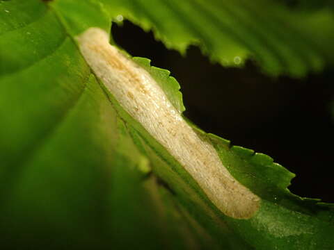 Phyllonorycter tenerella (de Joannis 1915)的圖片