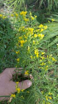 Image of Euthamia weakleyi G. L. Nesom