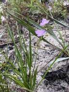 Image de Callisia graminea (Small) G. C. Tucker