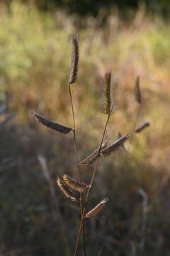 Image of tall grama