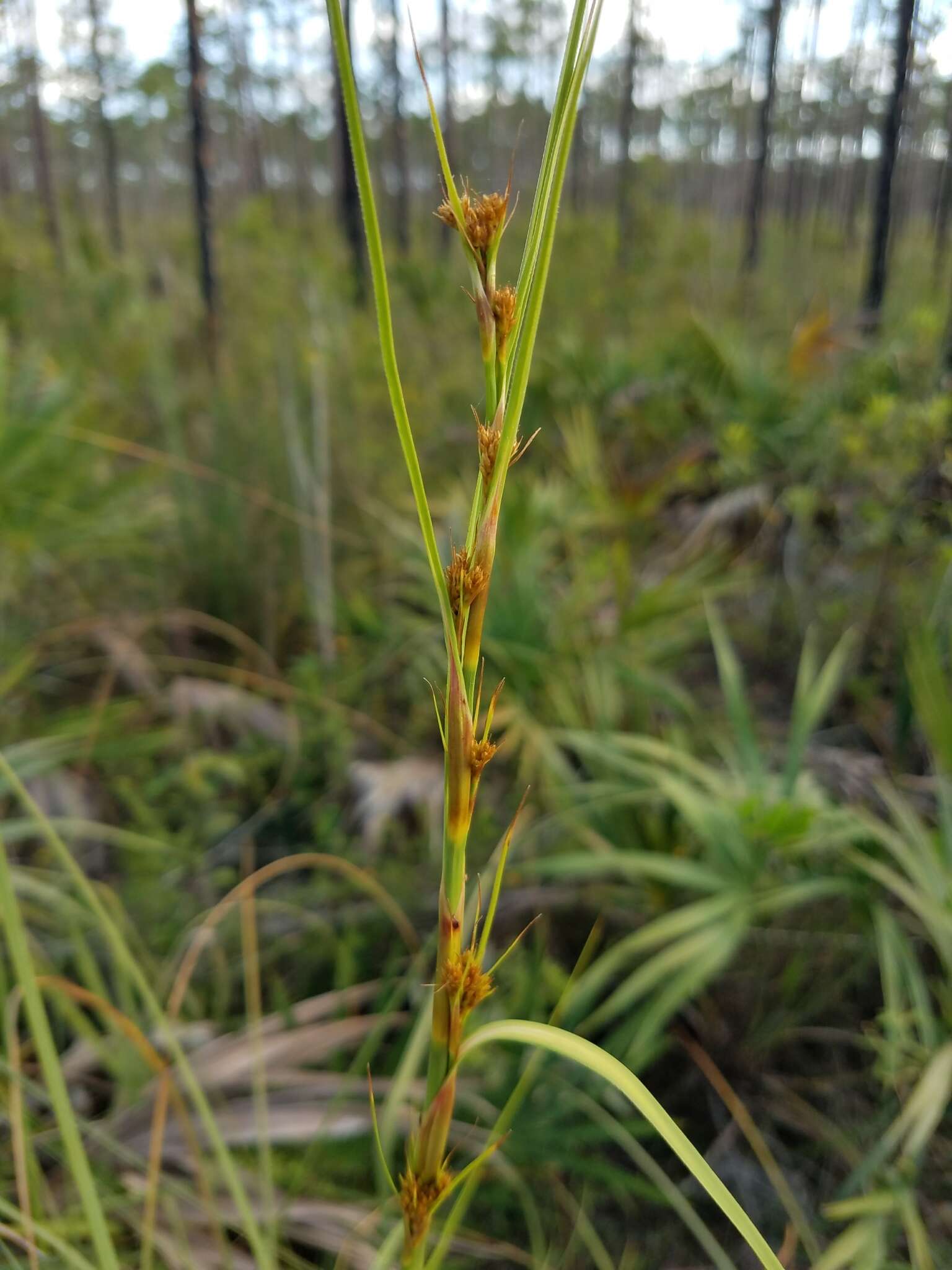 Image of Fen Sedge