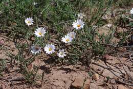 Image de Dimorphotheca zeyheri Sond.